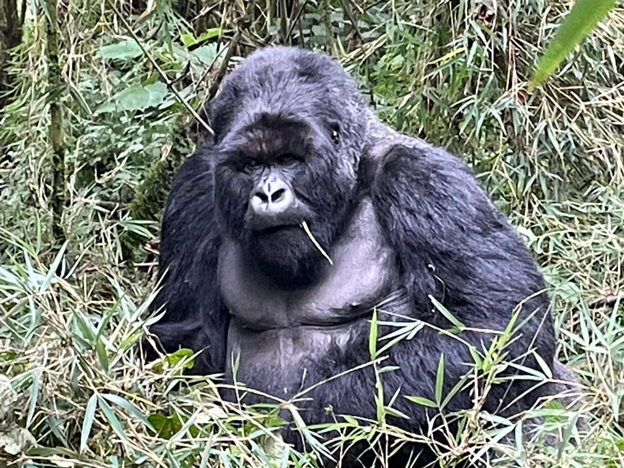 Le Bambou Gorilla Lodge Kinigi Buitenkant foto